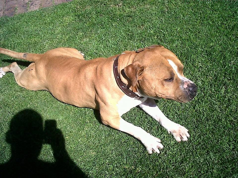 Rocky relaxing on the lawn