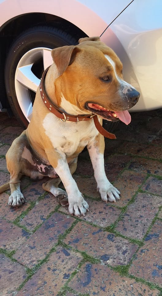 Rocky sitting beside a car