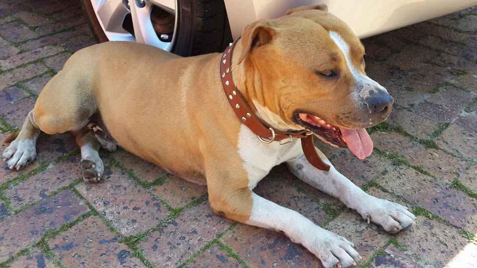 Rocky resting on the patio