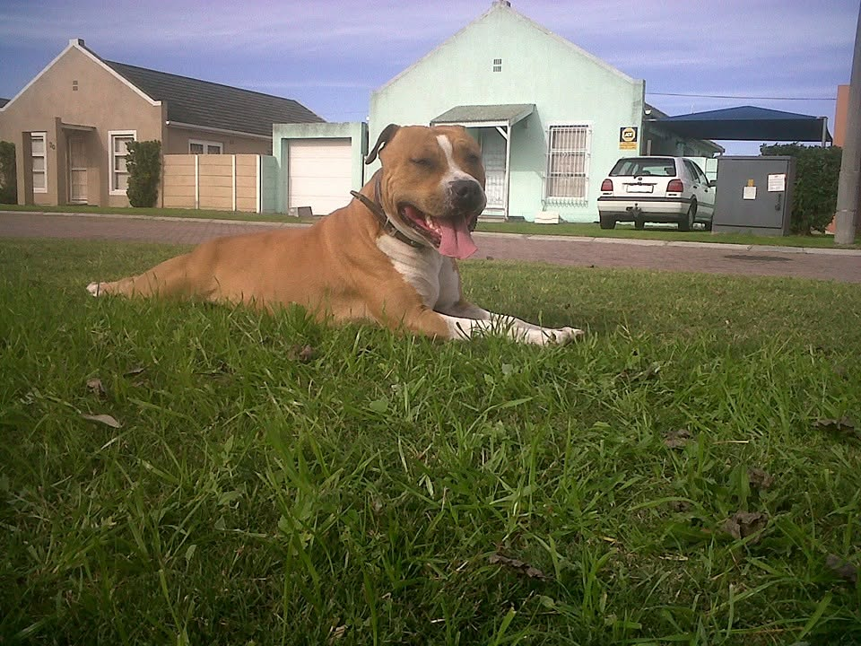 Rocky lying on the grass