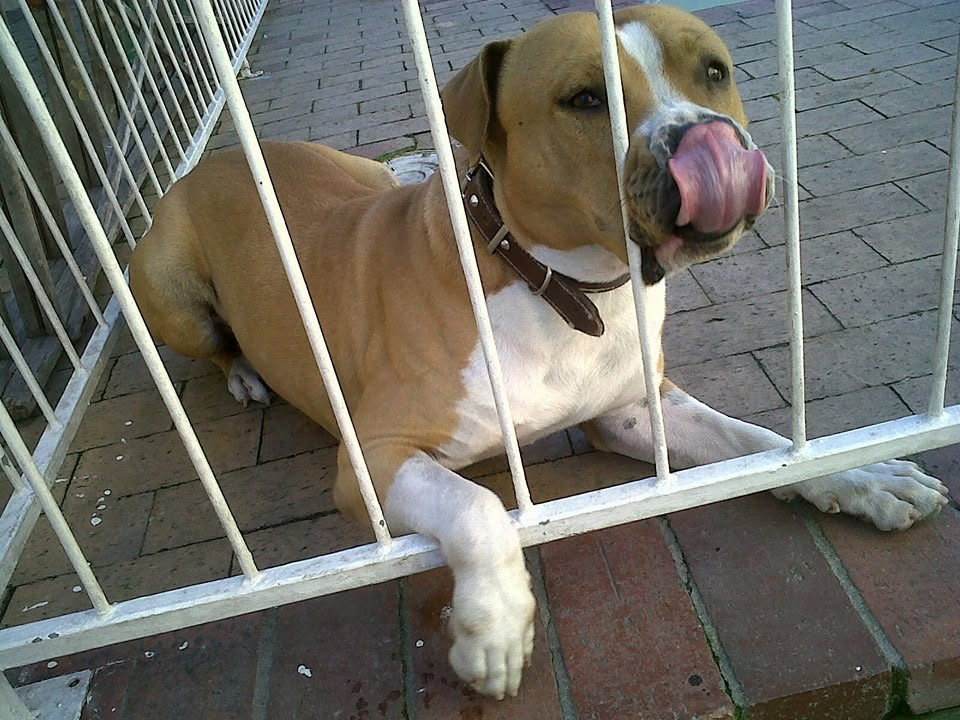 Rocky looking through a gate