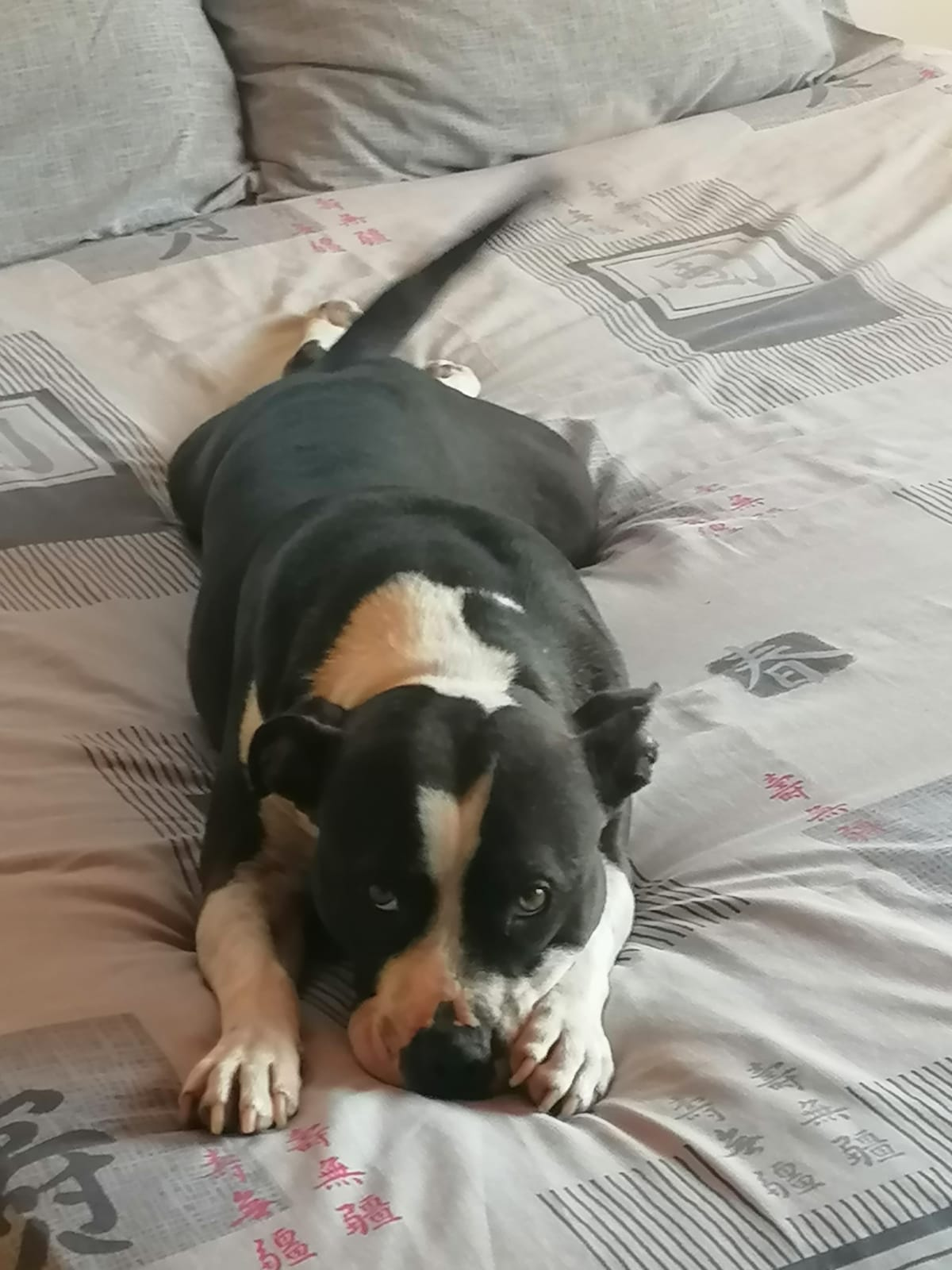 Tyson resting on a bed