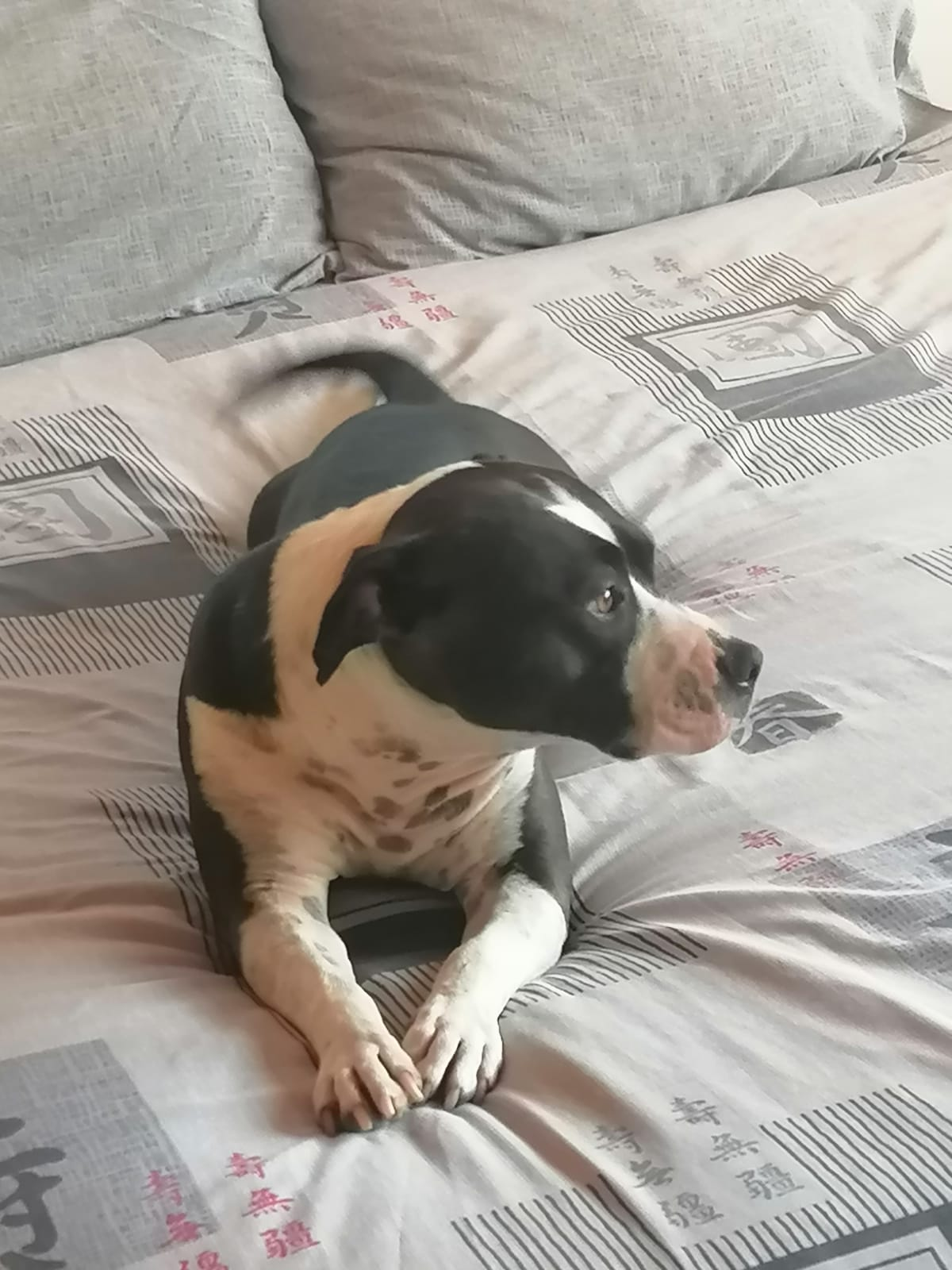 Tyson relaxing on a bed