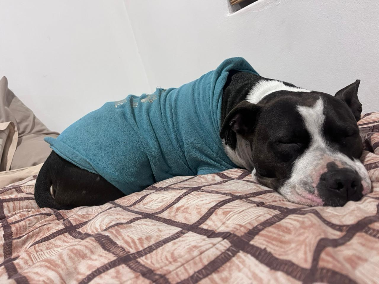 Tyson resting on a bed at home